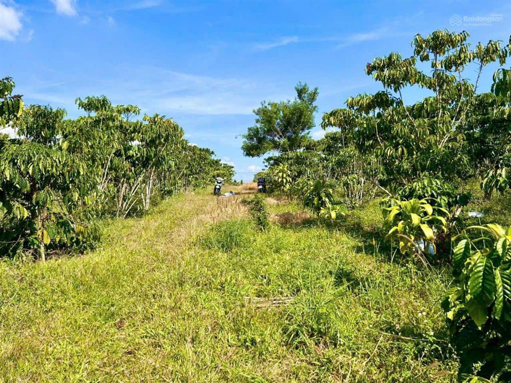 Bán đất tại xã hoà ninh, di linh, lâm đồng, 1,29 tỷ, 115 m2