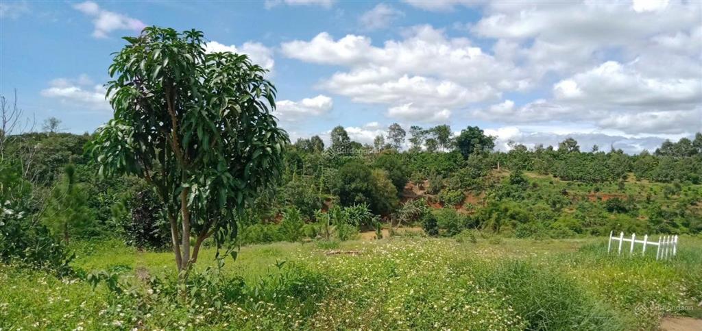 Ngộp bán gấp lô xã hoà ninh, huyện di linh, lâm đồng, 1,8 tỷ