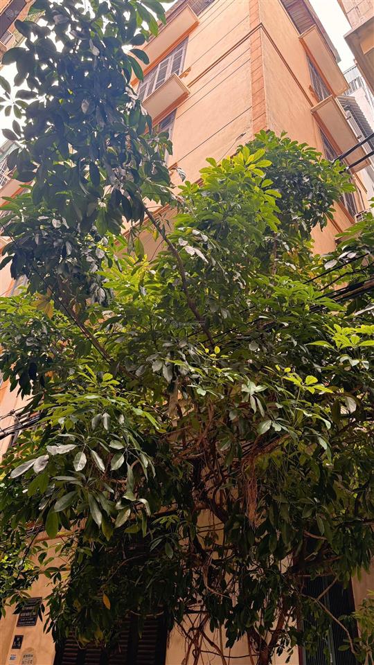 Bán gấp nhà 5 tầng phan văn trường cầu giấy kinh doanh nhỏ, ô tô đỗ cửa 12 tỷ siêu hiếm