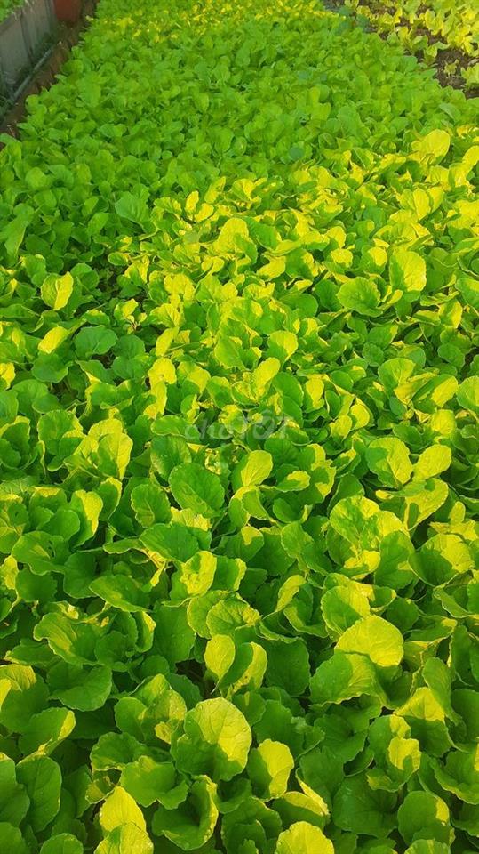 CHO THUÊ NHÀ 1 LẦU 1 TRỆT