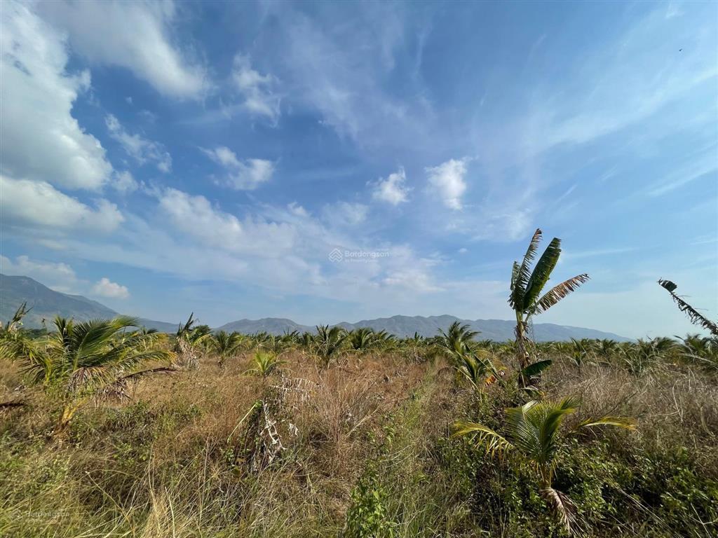 Chính chủ bán nhanh 3.5ha đất ninh thuận giá 3,5 tỷ tl, đường nhựa xe tải tới đất.  0937 379 ***